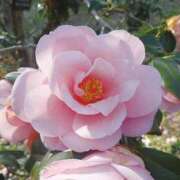 ヒメ日記 2025/07/02 06:41 投稿 一条かんな 五十路マダムセレブリティ横浜店（カサブランカグループ）