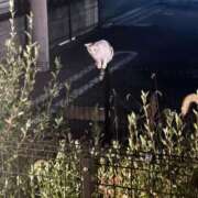 ヒメ日記 2025/10/08 08:42 投稿 やよい S級美女専門　ロイヤルリング