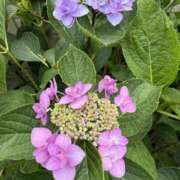 ヒメ日記 2025/05/23 23:16 投稿 MANAKA どこかのＯＬさん達