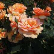 ヒメ日記 2025/05/25 11:30 投稿 MANAKA どこかのＯＬさん達