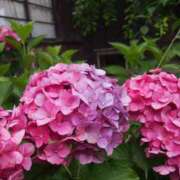 ヒメ日記 2025/06/30 11:44 投稿 MANAKA どこかのＯＬさん達