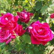 ヒメ日記 2025/07/14 19:03 投稿 MANAKA どこかのＯＬさん達