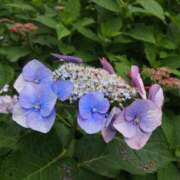 ヒメ日記 2025/07/16 22:41 投稿 MANAKA どこかのＯＬさん達