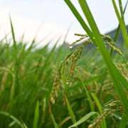 ヒメ日記 2025/07/17 11:34 投稿 MANAKA どこかのＯＬさん達