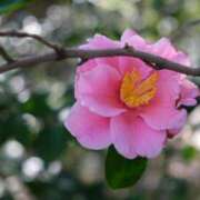 ヒメ日記 2025/08/22 11:32 投稿 MANAKA どこかのＯＬさん達