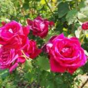 ヒメ日記 2025/09/01 11:33 投稿 MANAKA どこかのＯＬさん達