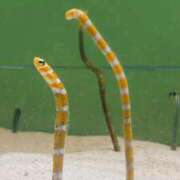 ヒメ日記 2025/05/02 20:37 投稿 YUI どこかのＯＬさん達