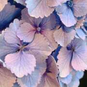 ヒメ日記 2025/05/30 14:13 投稿 YUI どこかのＯＬさん達