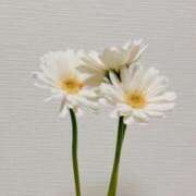 ヒメ日記 2025/06/14 15:14 投稿 YUI どこかのＯＬさん達