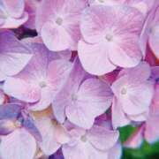 ヒメ日記 2025/07/18 17:31 投稿 YUI どこかのＯＬさん達