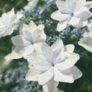 ヒメ日記 2025/07/21 17:14 投稿 YUI どこかのＯＬさん達