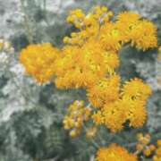 ヒメ日記 2025/08/13 18:10 投稿 YUI どこかのＯＬさん達