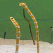 ヒメ日記 2025/08/23 22:40 投稿 YUI どこかのＯＬさん達