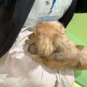 ヒメ日記 2025/06/10 10:01 投稿 りの 快楽夫人