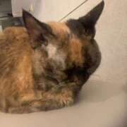 ヒメ日記 2025/07/01 12:00 投稿 SARA どこかのＯＬさん達