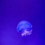 ヒメ日記 2025/07/13 23:32 投稿 SARA どこかのＯＬさん達