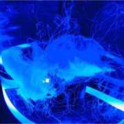 ヒメ日記 2025/09/08 23:36 投稿 SARA どこかのＯＬさん達