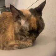 ヒメ日記 2025/09/11 23:35 投稿 SARA どこかのＯＬさん達