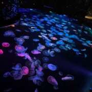 ヒメ日記 2025/09/25 23:40 投稿 SARA どこかのＯＬさん達