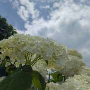 ヒメ日記 2025/06/25 21:32 投稿 本間尚子 五十路マダム東広島店(カサブランカグループ)