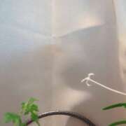 ヒメ日記 2025/07/24 18:54 投稿 本間尚子 五十路マダム東広島店(カサブランカグループ)