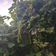 ヒメ日記 2025/09/08 19:02 投稿 本間尚子 五十路マダム東広島店(カサブランカグループ)