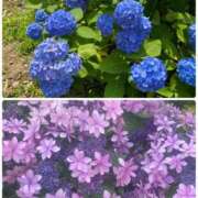 ヒメ日記 2025/06/18 05:39 投稿 森本 池田マッサージ