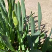 ヒメ日記 2026/03/05 16:51 投稿 本田ゆきえ アラフォーna奥様 アラフィフna奥様（埼玉ハレ系）