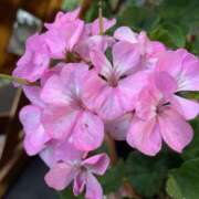 えりか クリームパン😂 妊婦母乳風俗専門店ミルクランド