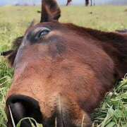 あかり ふぃー 大久保駅前人妻横丁