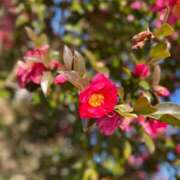 ヒメ日記 2026/03/10 08:04 投稿 いずみ 激安ソープの殿堂　ボイン・ホーテ