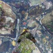 ヒメ日記 2026/03/31 09:17 投稿 いずみ 激安ソープの殿堂　ボイン・ホーテ