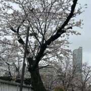 ヒメ日記 2026/03/26 10:42 投稿 ひなた 熟女の風俗最終章 宇都宮店