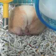 ヒメ日記 2025/05/05 14:56 投稿 ほむら 熟女の風俗最終章 所沢店