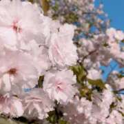 ヒメ日記 2025/11/25 19:17 投稿 佐治 渋谷人妻城