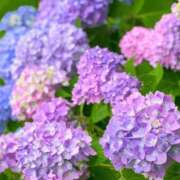 ヒメ日記 2025/06/17 16:16 投稿 園田 熟女の風俗最終章　鶯谷店