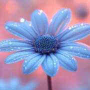 ヒメ日記 2025/06/30 13:13 投稿 りりか 奥鉄オクテツ東京店（デリヘル市場）