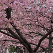 ヒメ日記 2026/03/07 14:31 投稿 しおり 逢って30秒で即尺