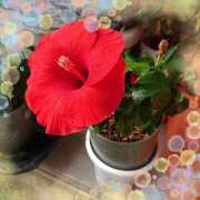 ヒメ日記 2025/07/01 06:21 投稿 なつこ巨乳癒し系マダム 熟女パラダイス岐阜店（カサブランカグループ）