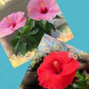 ヒメ日記 2025/07/07 09:21 投稿 なつこ巨乳癒し系マダム 熟女パラダイス岐阜店（カサブランカグループ）