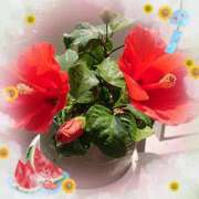 ヒメ日記 2025/08/12 08:35 投稿 なつこ巨乳癒し系マダム 熟女パラダイス岐阜店（カサブランカグループ）