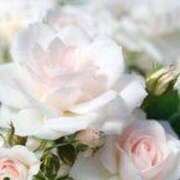 ヒメ日記 2025/08/19 14:47 投稿 なつこ巨乳癒し系マダム 熟女パラダイス岐阜店（カサブランカグループ）