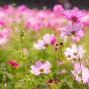 ヒメ日記 2025/09/01 13:19 投稿 なつこ巨乳癒し系マダム 熟女パラダイス岐阜店（カサブランカグループ）