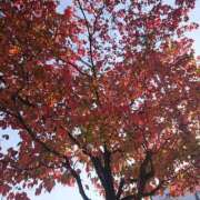 ヒメ日記 2025/11/17 07:02 投稿 なつこ巨乳癒し系マダム 熟女パラダイス岐阜店（カサブランカグループ）