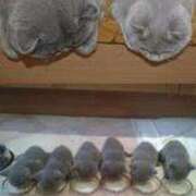 ヒメ日記 2025/11/19 16:03 投稿 なつこ巨乳癒し系マダム 熟女パラダイス岐阜店（カサブランカグループ）