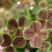 ヒメ日記 2026/01/03 08:31 投稿 なつこ巨乳癒し系マダム 熟女パラダイス岐阜店（カサブランカグループ）