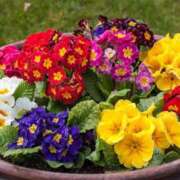 ヒメ日記 2026/01/19 07:34 投稿 なつこ巨乳癒し系マダム 熟女パラダイス岐阜店（カサブランカグループ）