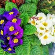 ヒメ日記 2026/01/25 07:52 投稿 なつこ巨乳癒し系マダム 熟女パラダイス岐阜店（カサブランカグループ）