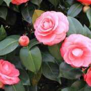 ヒメ日記 2026/02/07 07:20 投稿 なつこ巨乳癒し系マダム 熟女パラダイス岐阜店（カサブランカグループ）