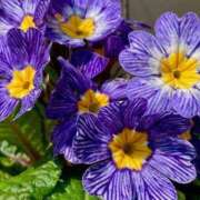 ヒメ日記 2026/02/19 07:32 投稿 なつこ巨乳癒し系マダム 熟女パラダイス岐阜店（カサブランカグループ）